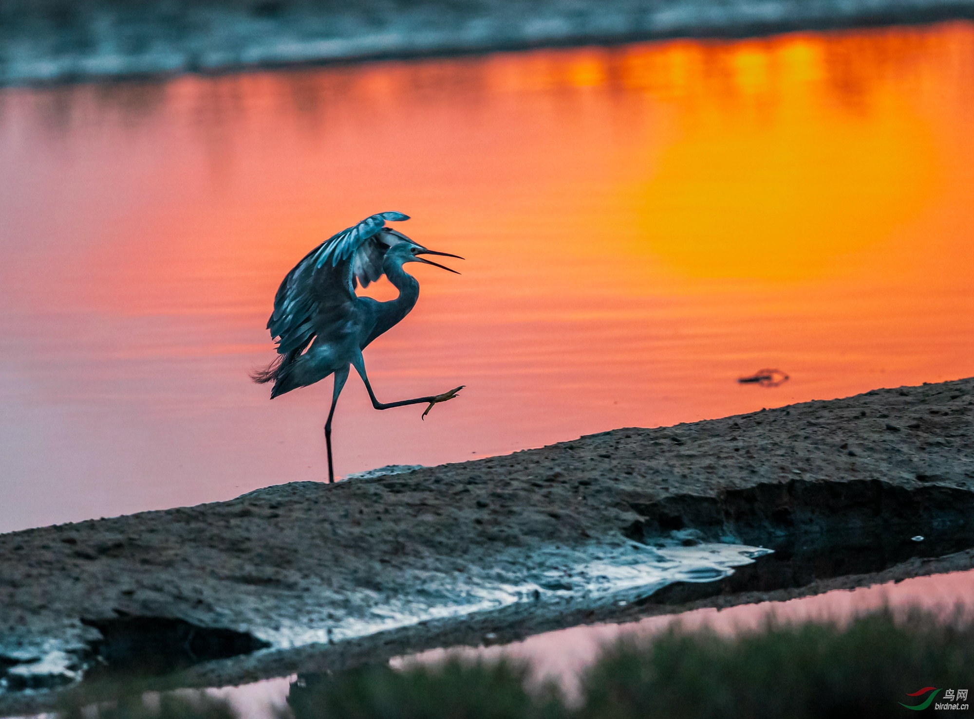 ������צ