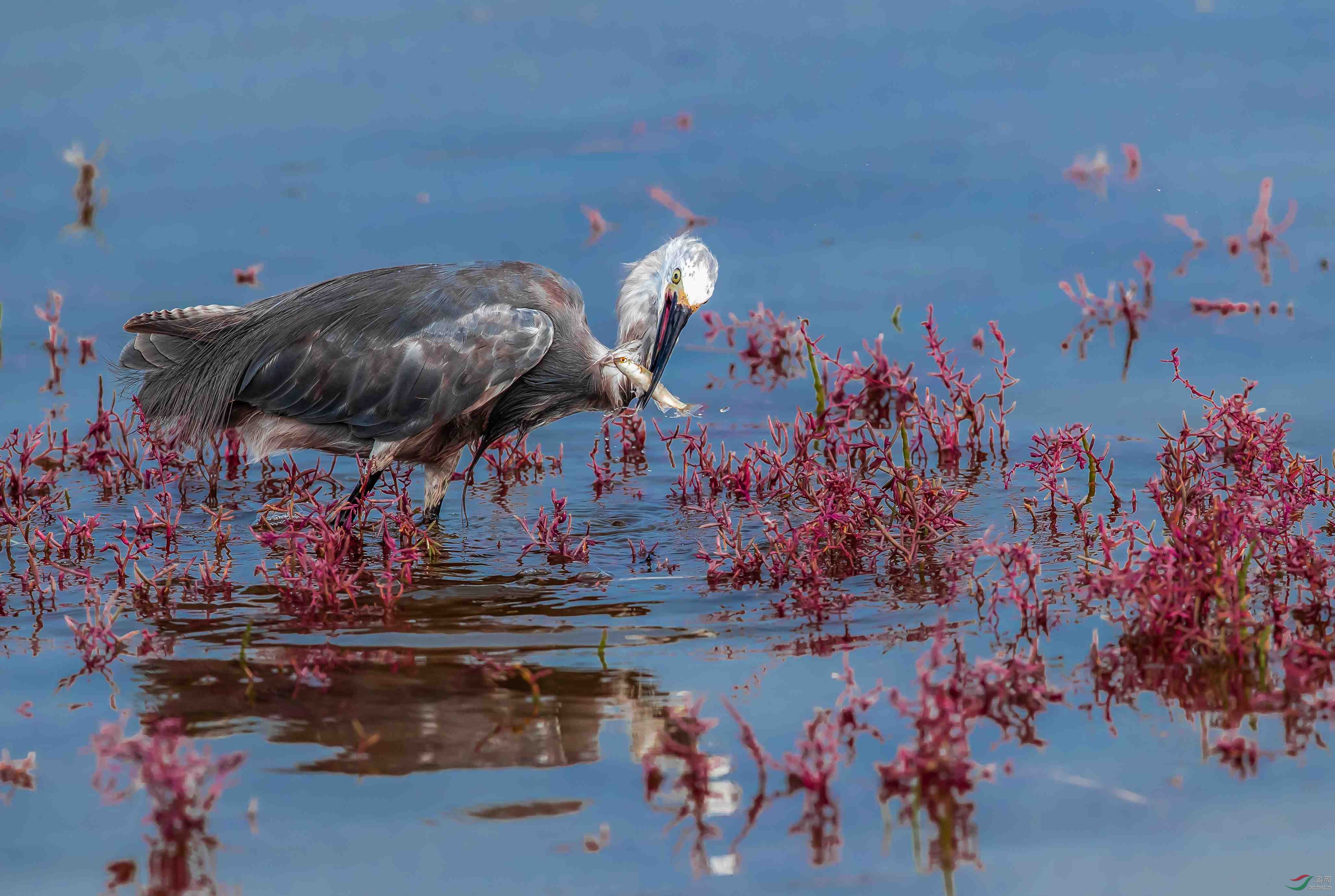 ������ѿ�