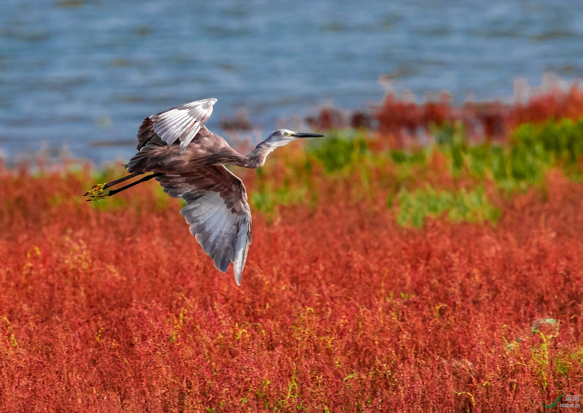 �����＾����Ǩ��