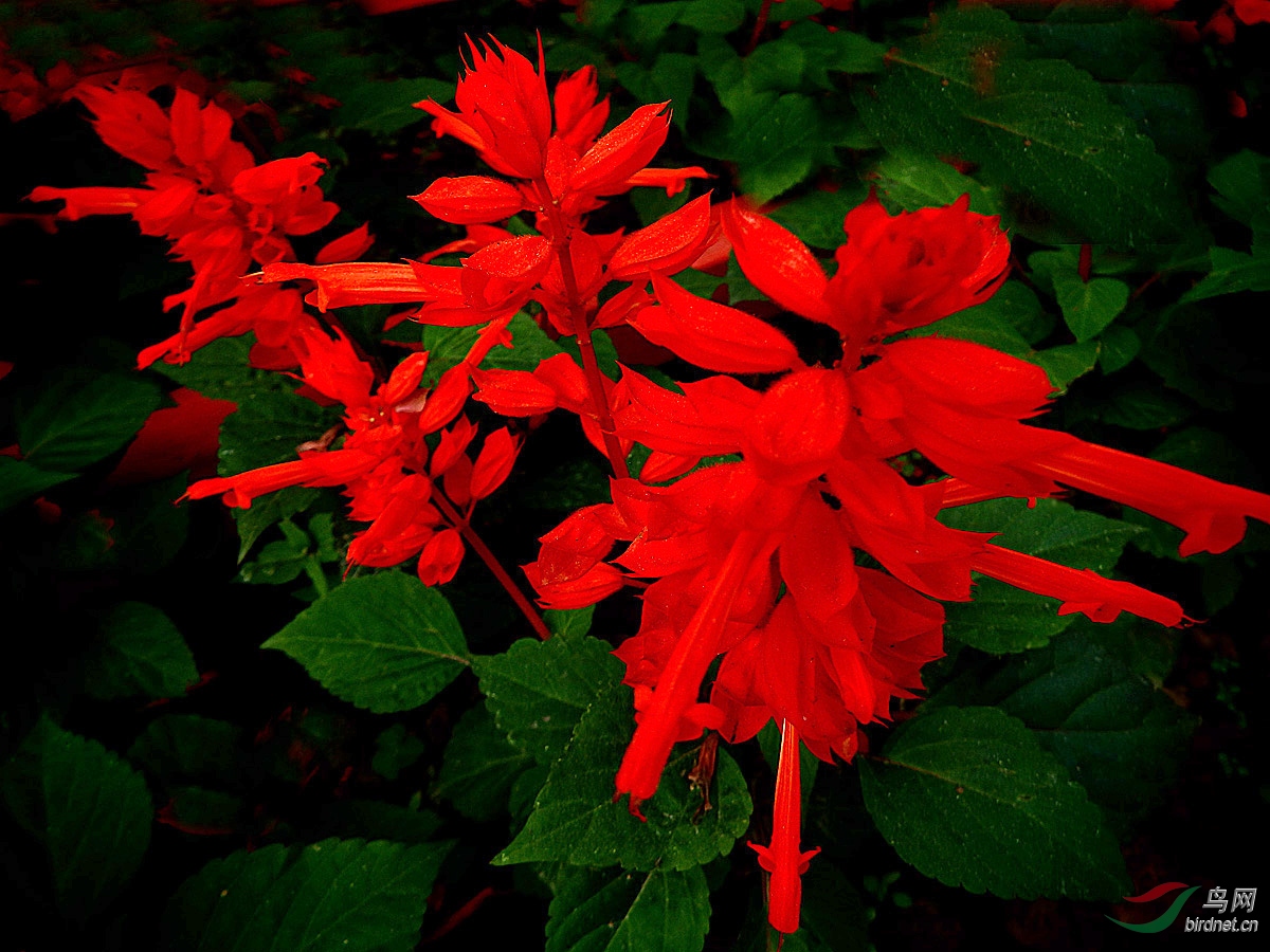 【花卉欣赏】《串串红》