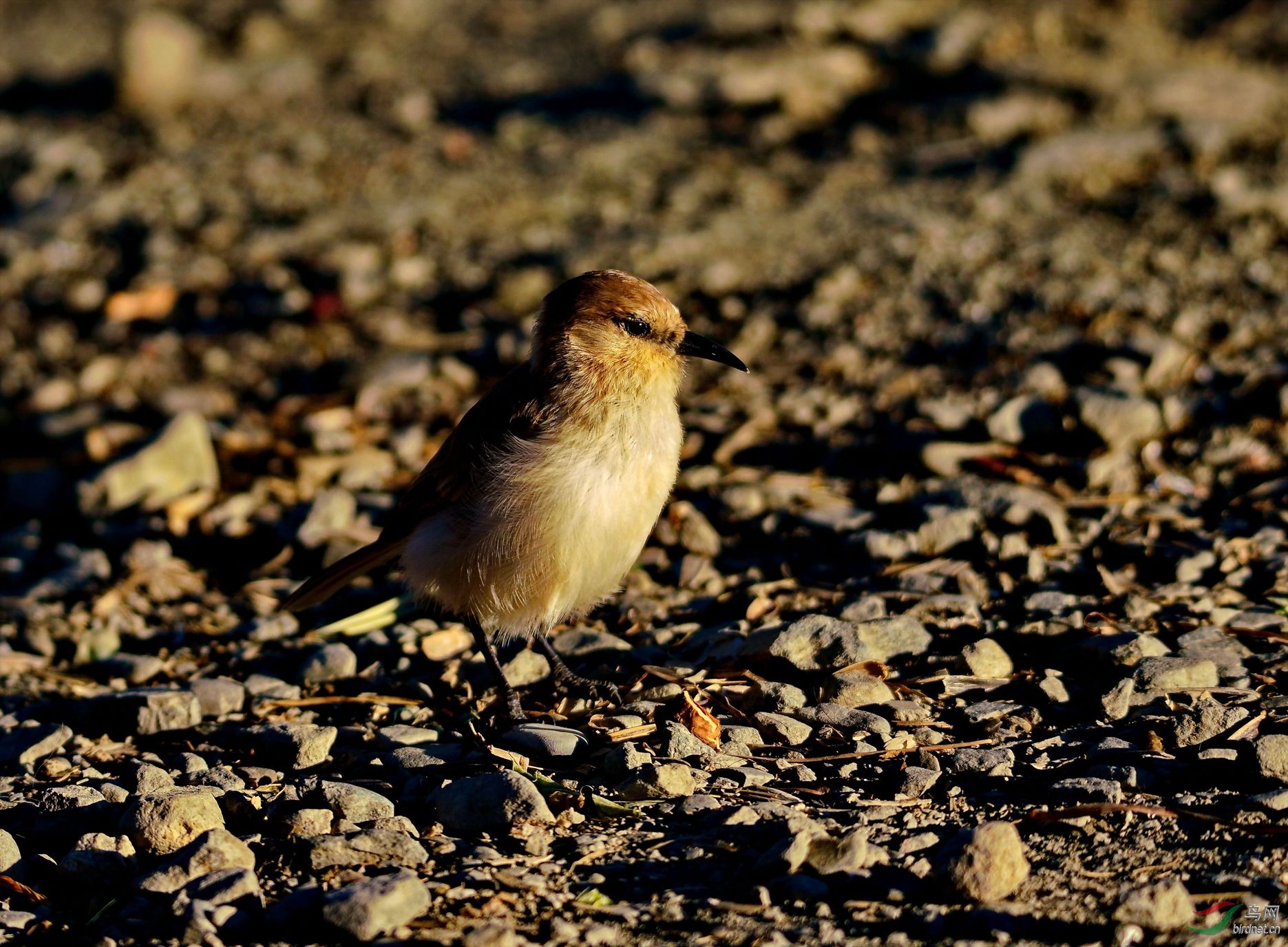 ��������׿Ӻ�����