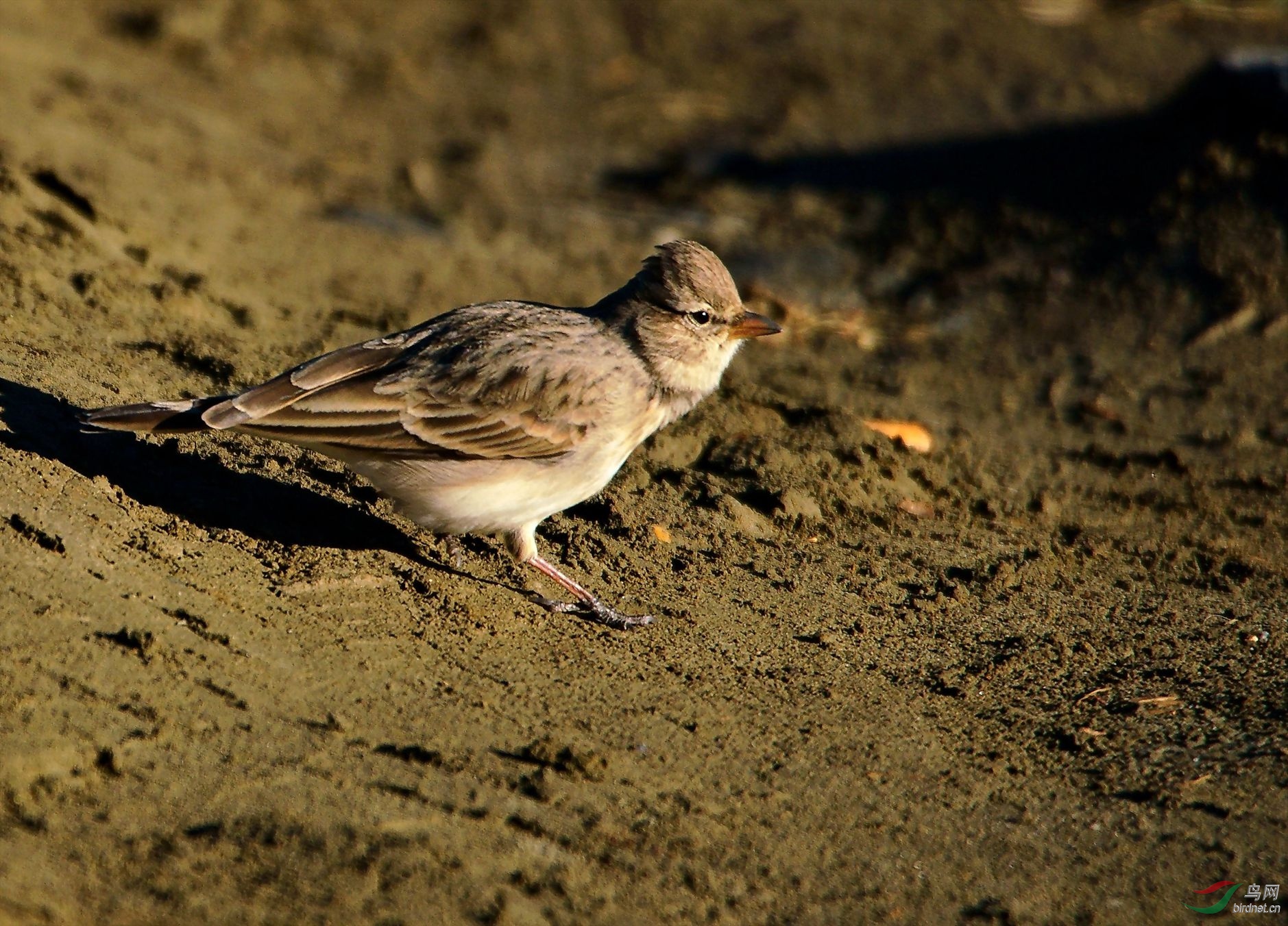 ��������׿Ӻ�����