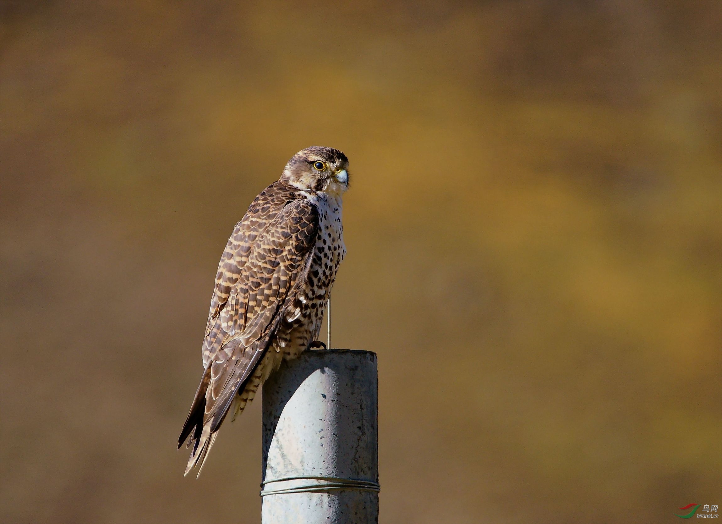 ��������׿Ӻ�����