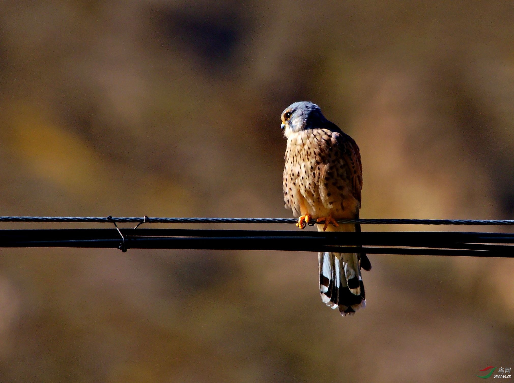 ��������׿Ӻ�����