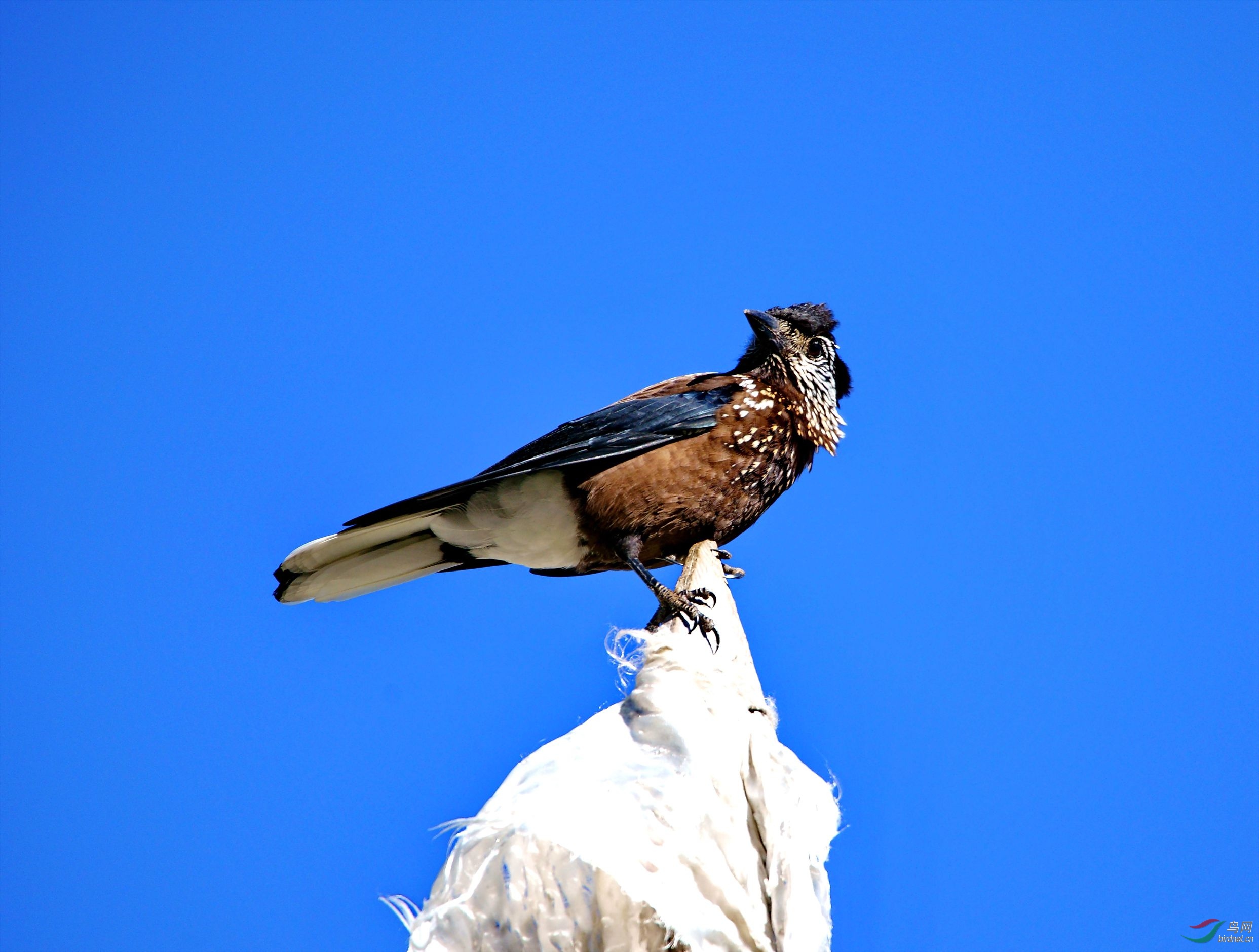 �����ڿ�����