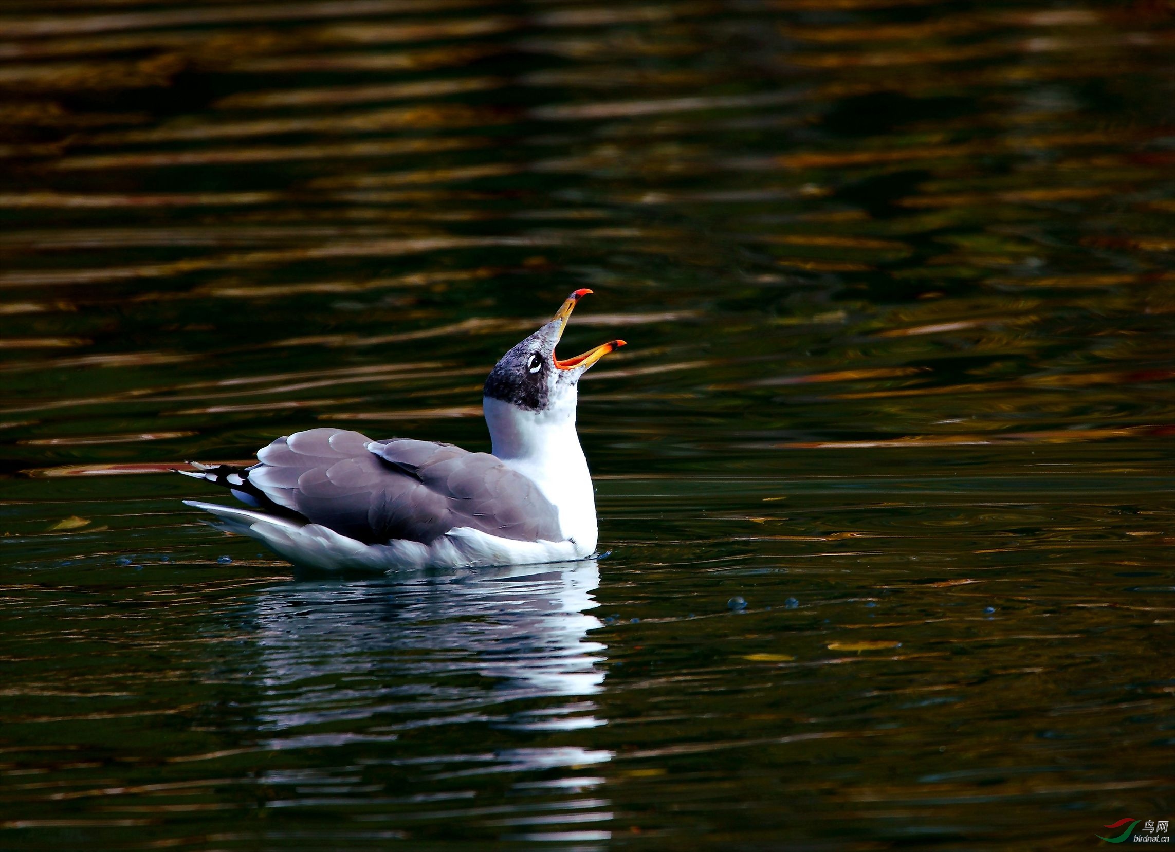 �����ڲ���������԰