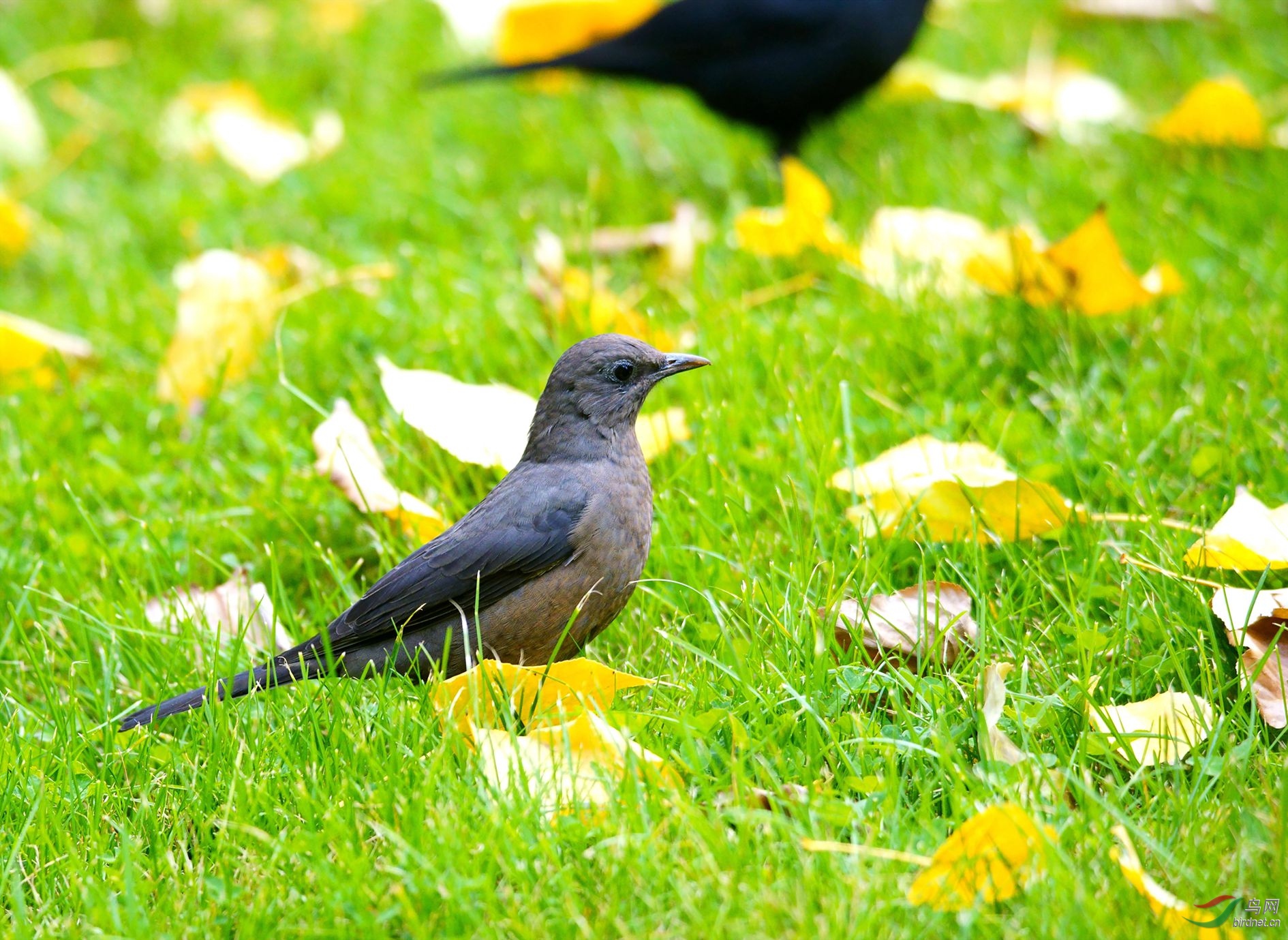 �����ڲ���������԰