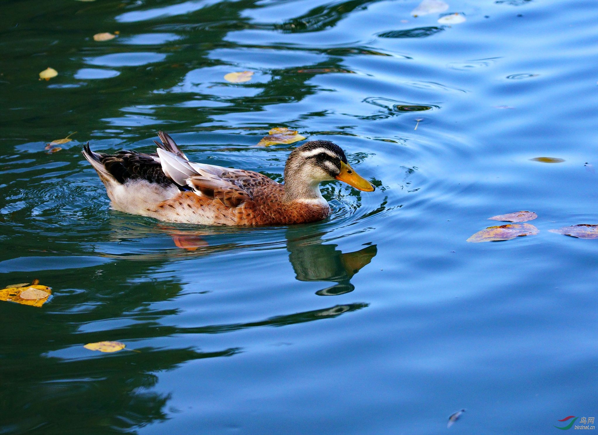 �����ڲ���������԰