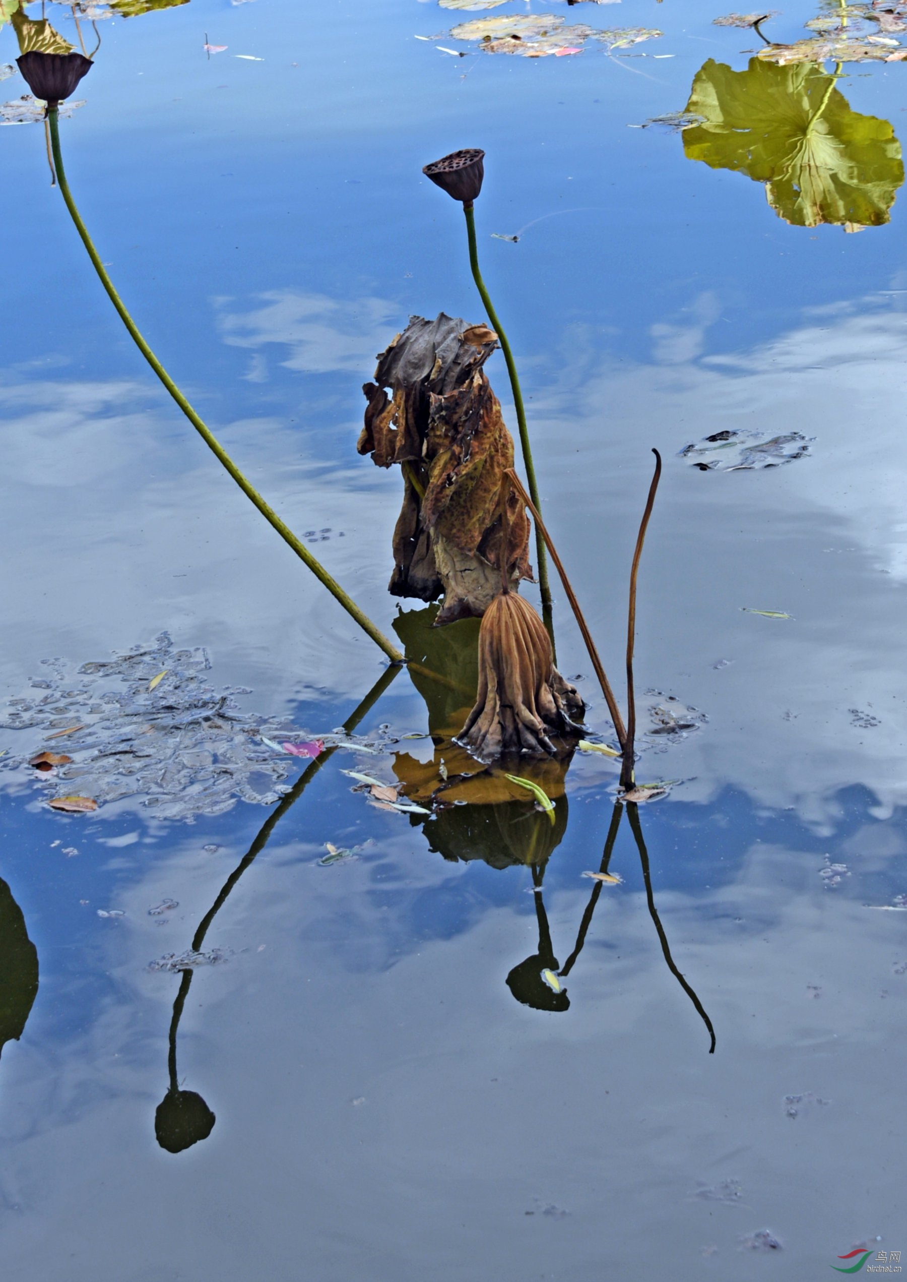 DSC_6266fb_����.jpg