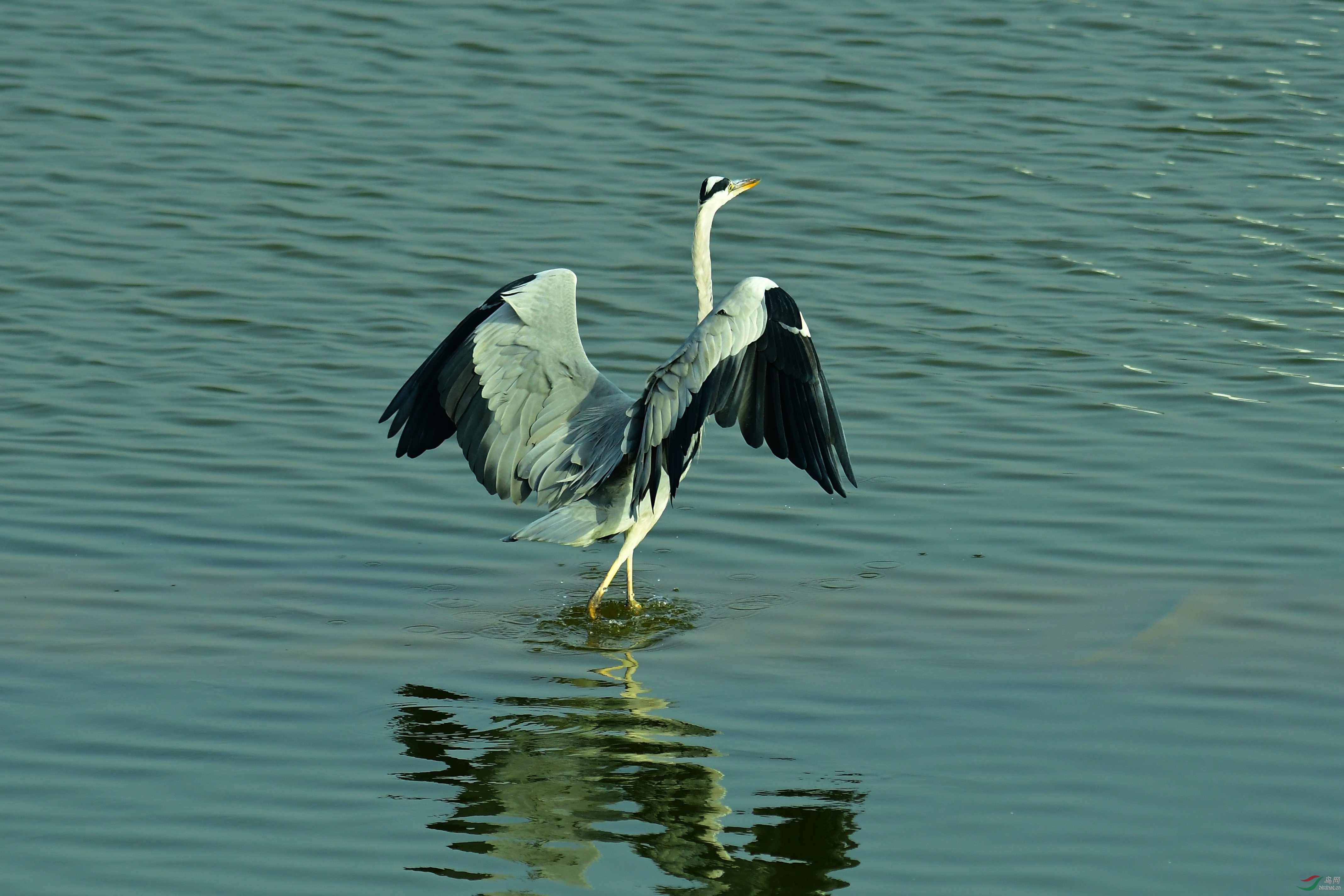 DSC_1565.JPG
