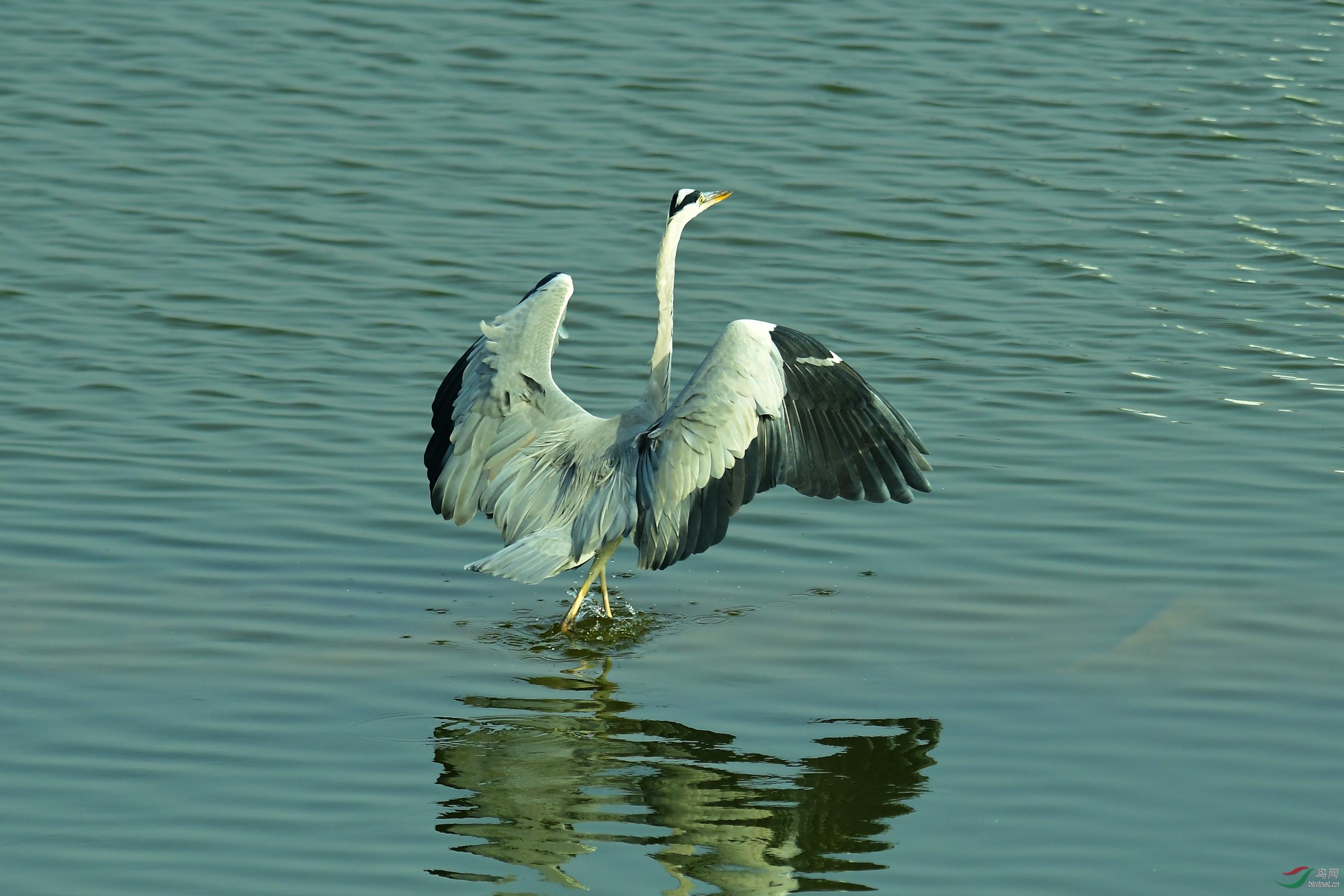 DSC_1564.JPG