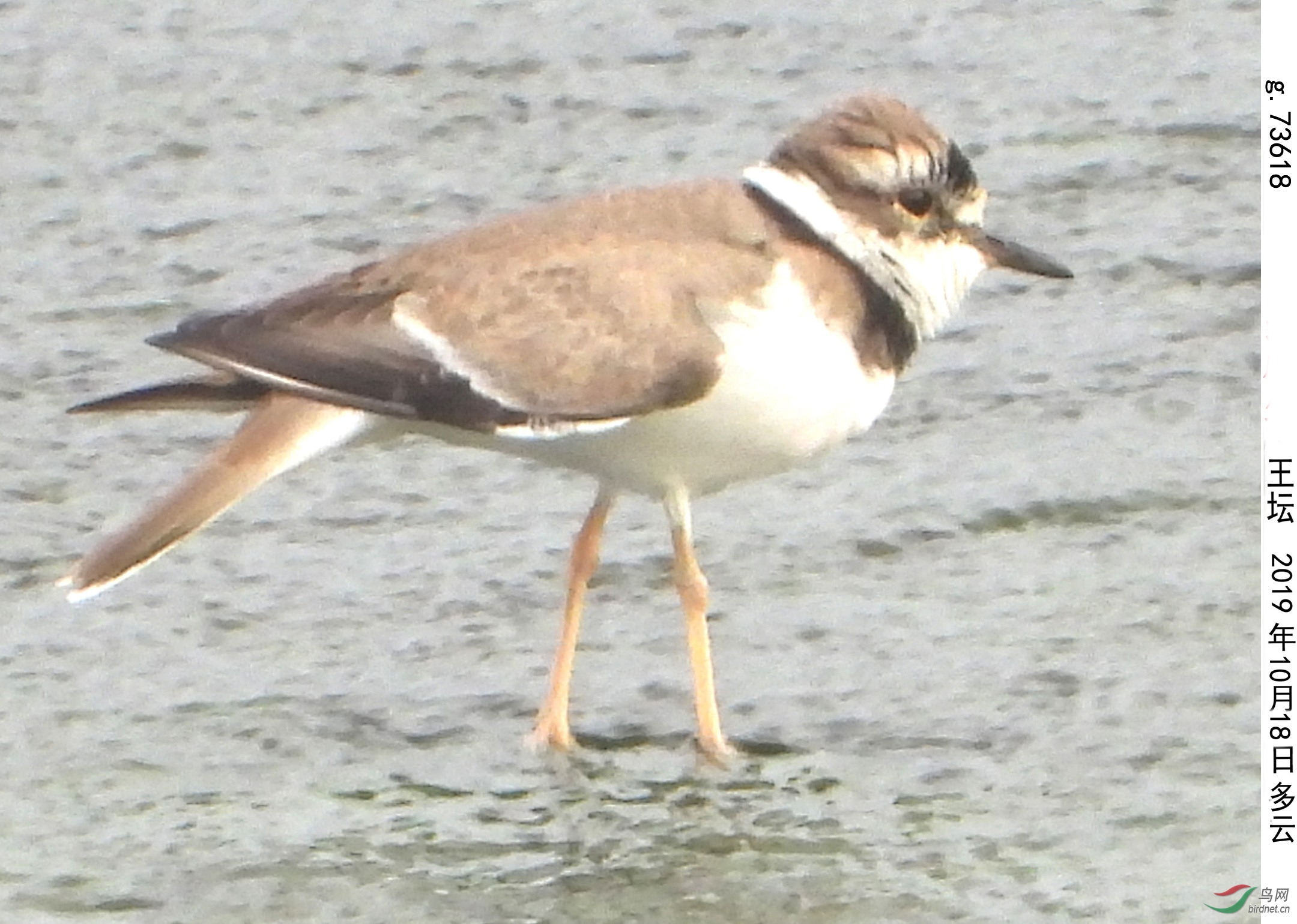 g.73618aa w_����.jpg