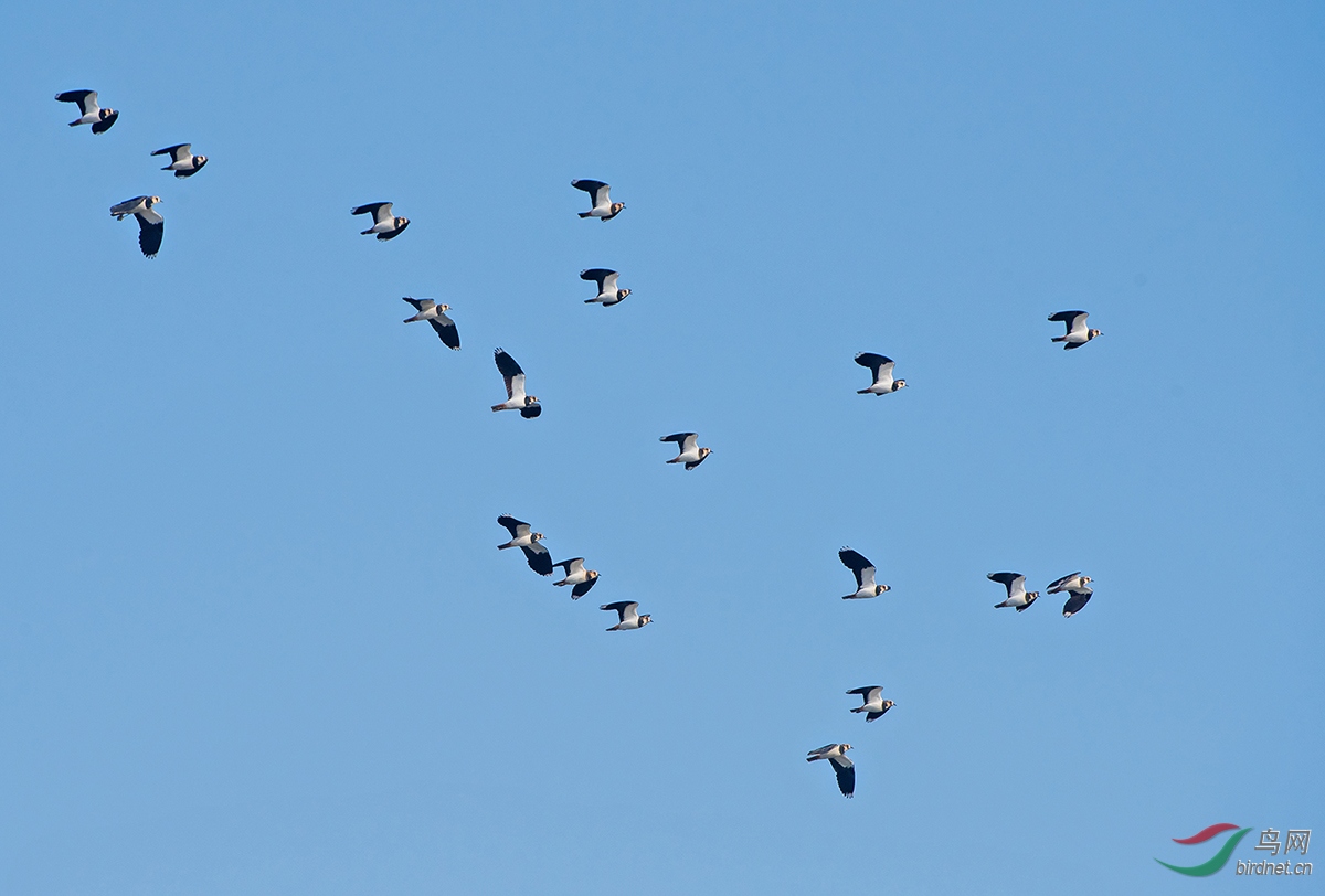 ������ĵ�