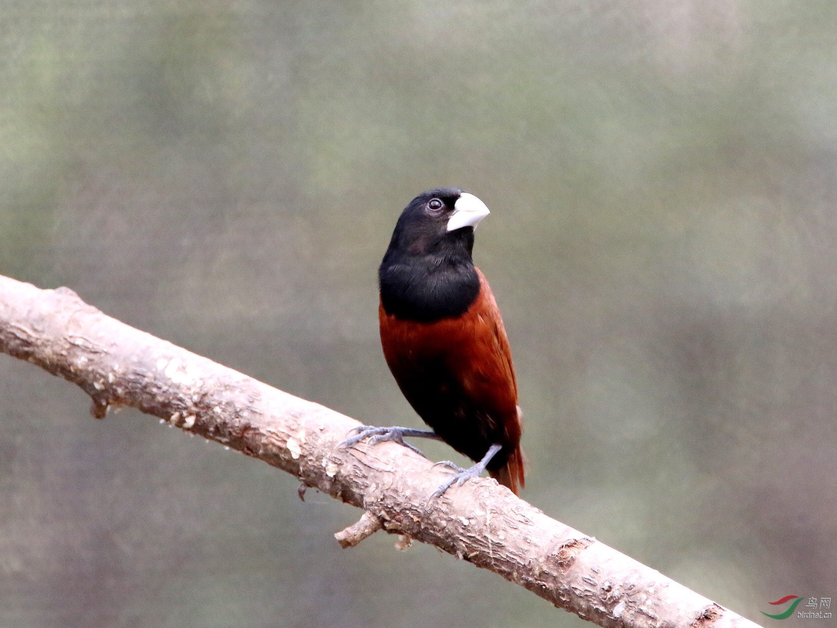 IMG_1028czx.jpg