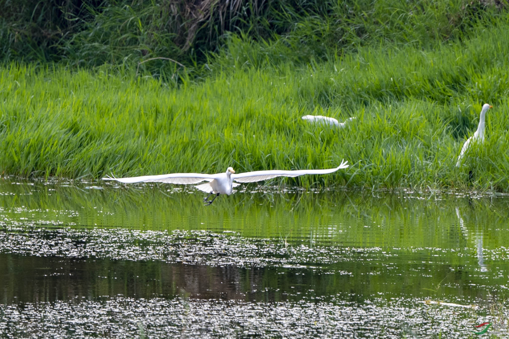 D50_4613.jpg