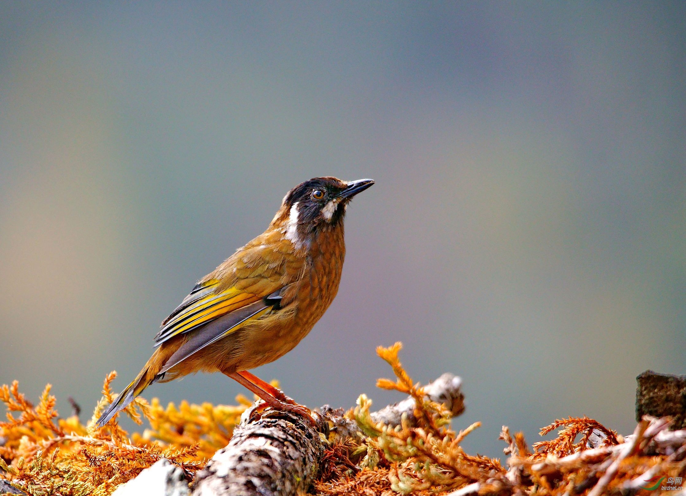 01�����ڿ�����