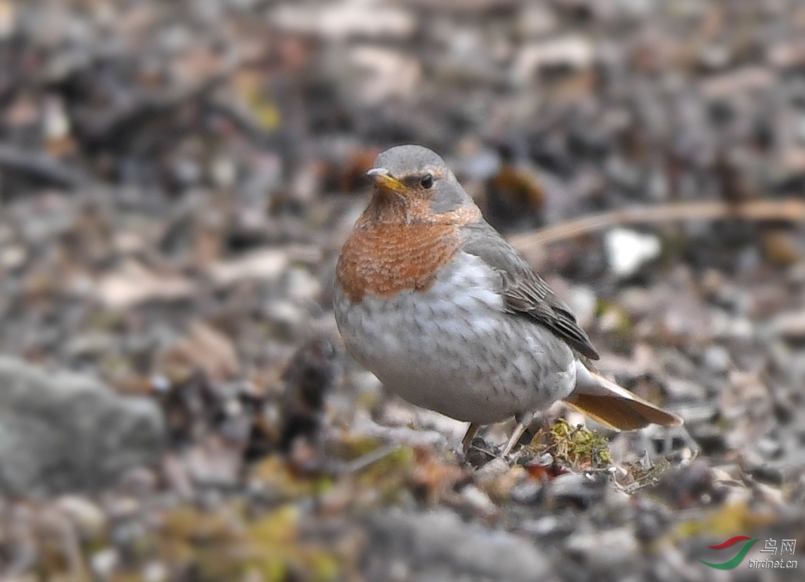 DSC_53791.jpg
