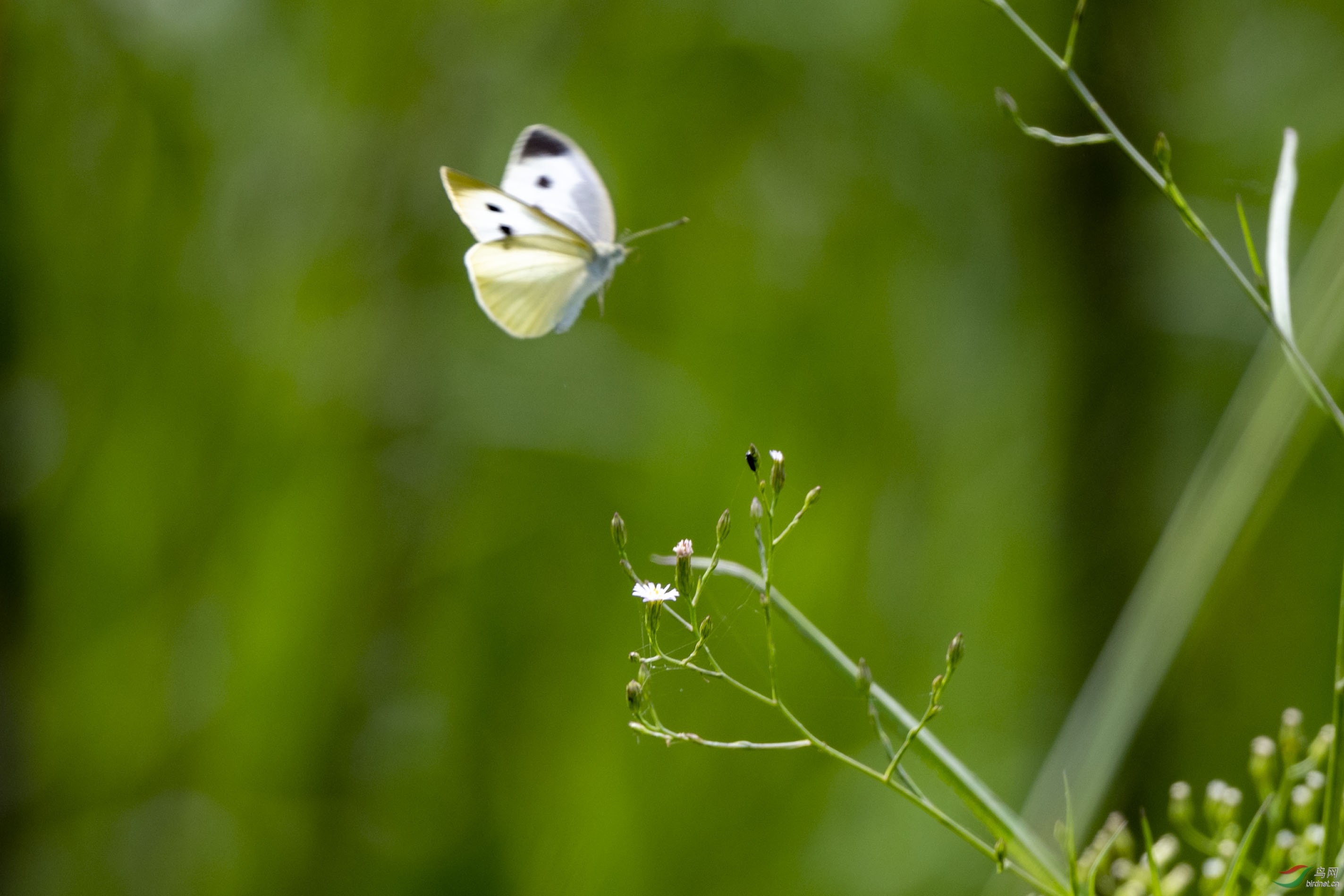 D50_4643.jpg
