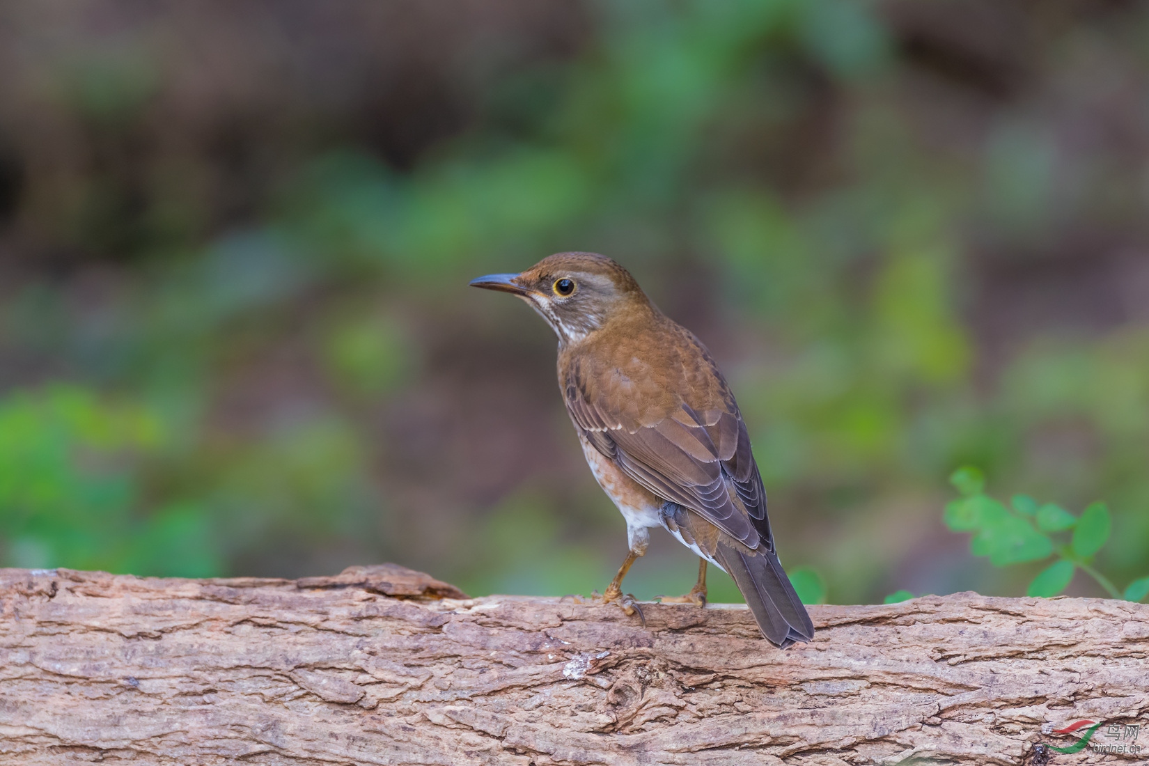 添砖加瓦(白眉鸫)
