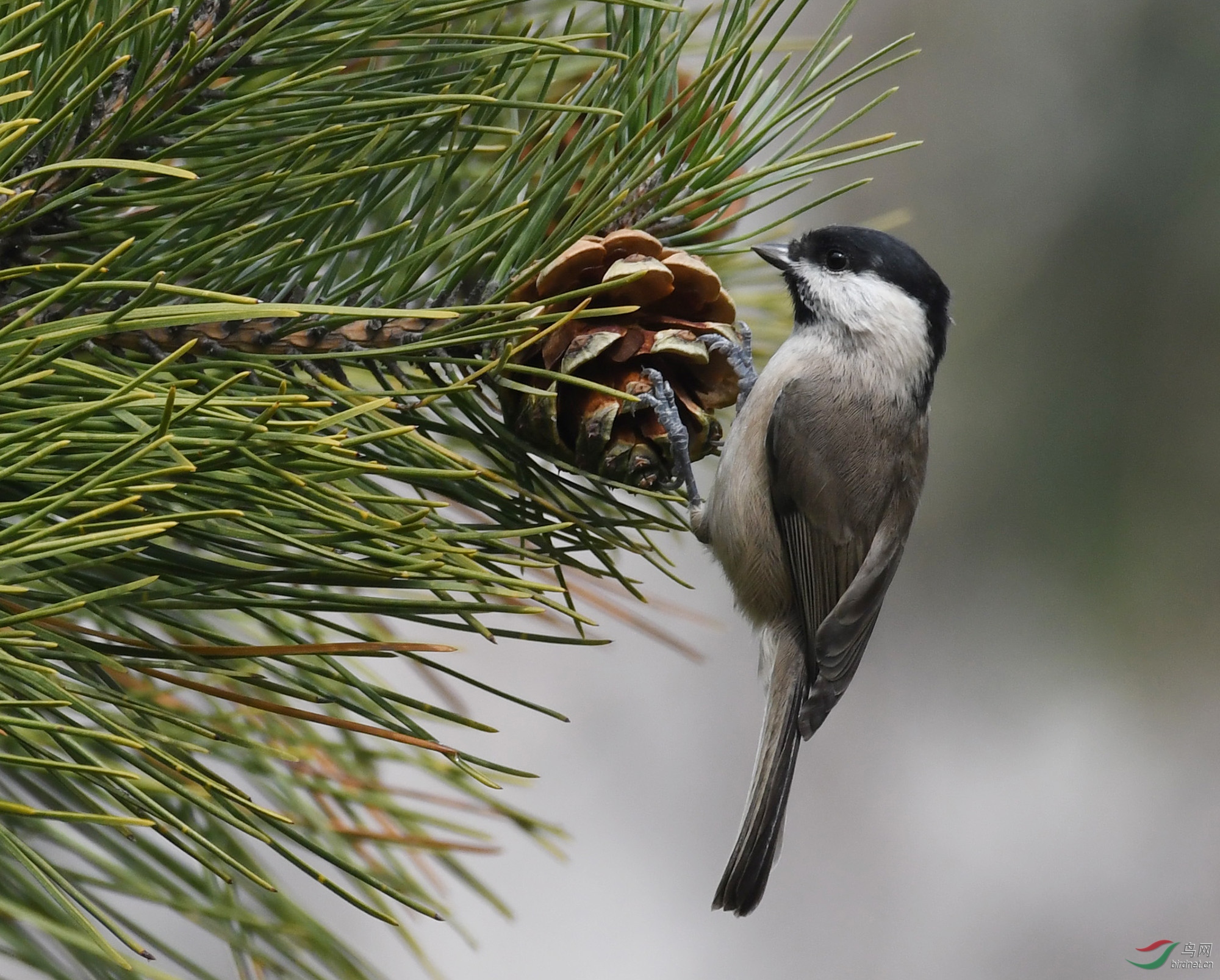 ������Ӱ 1724����.jpg