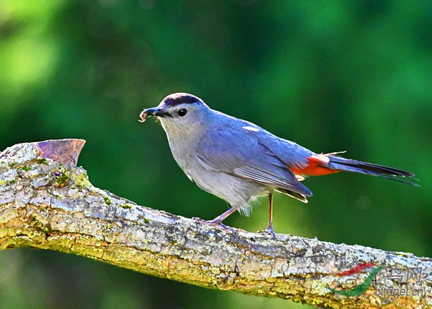 喜爱歌唱音调如猫叫故得名猫鸟catbird