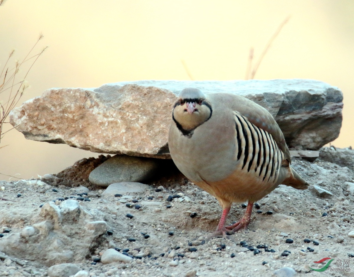 A7907ʯ��.JPG