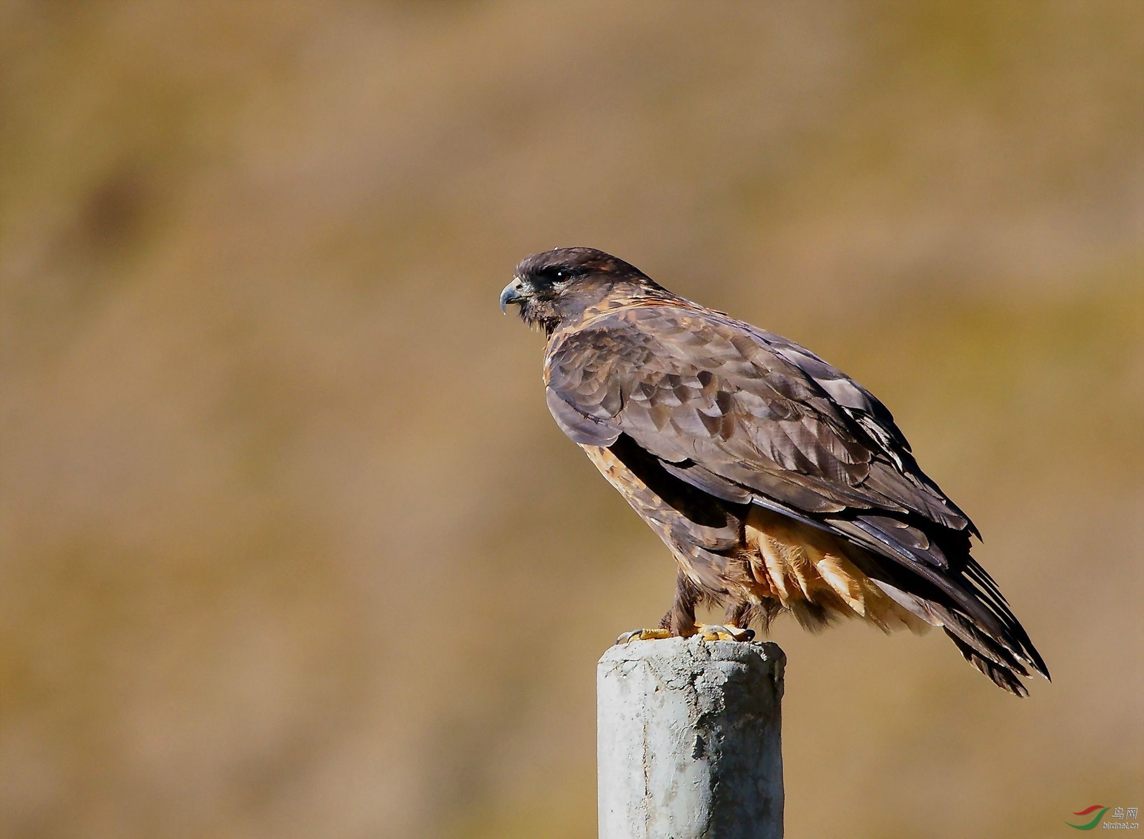 13��������׿Ӻ�����