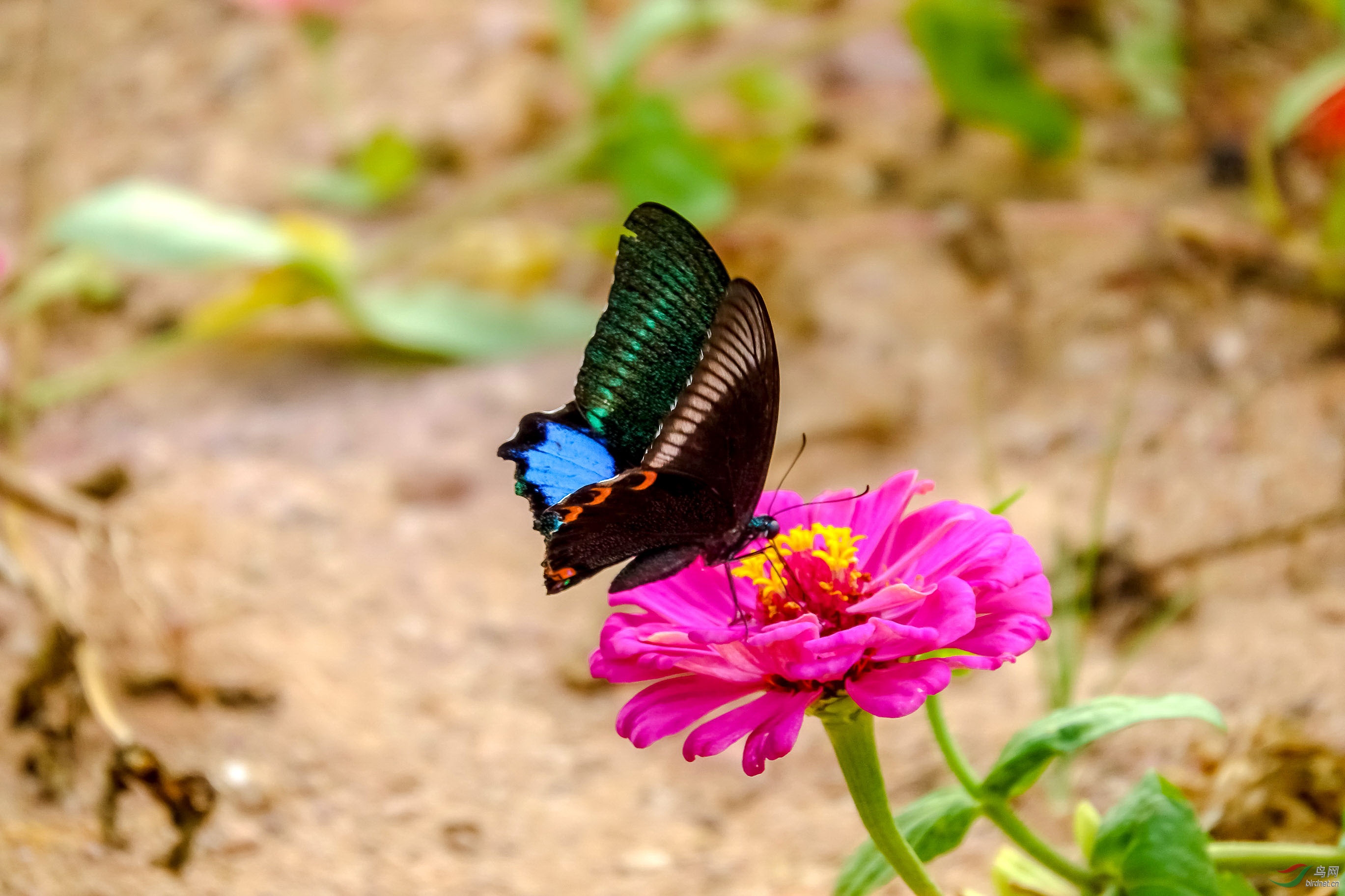 DSC02726.jpg