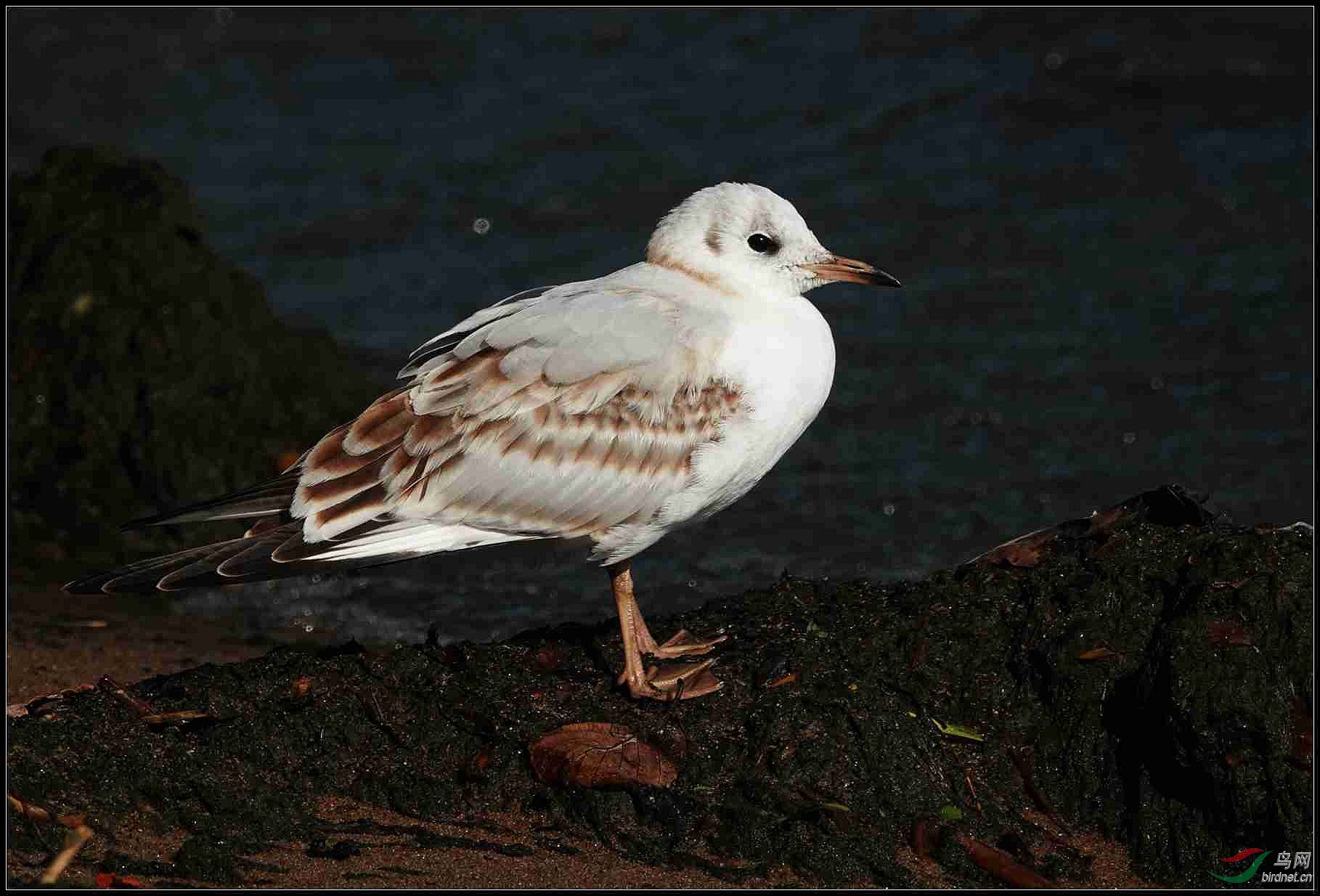 19-09-22 DSC049101.jpg