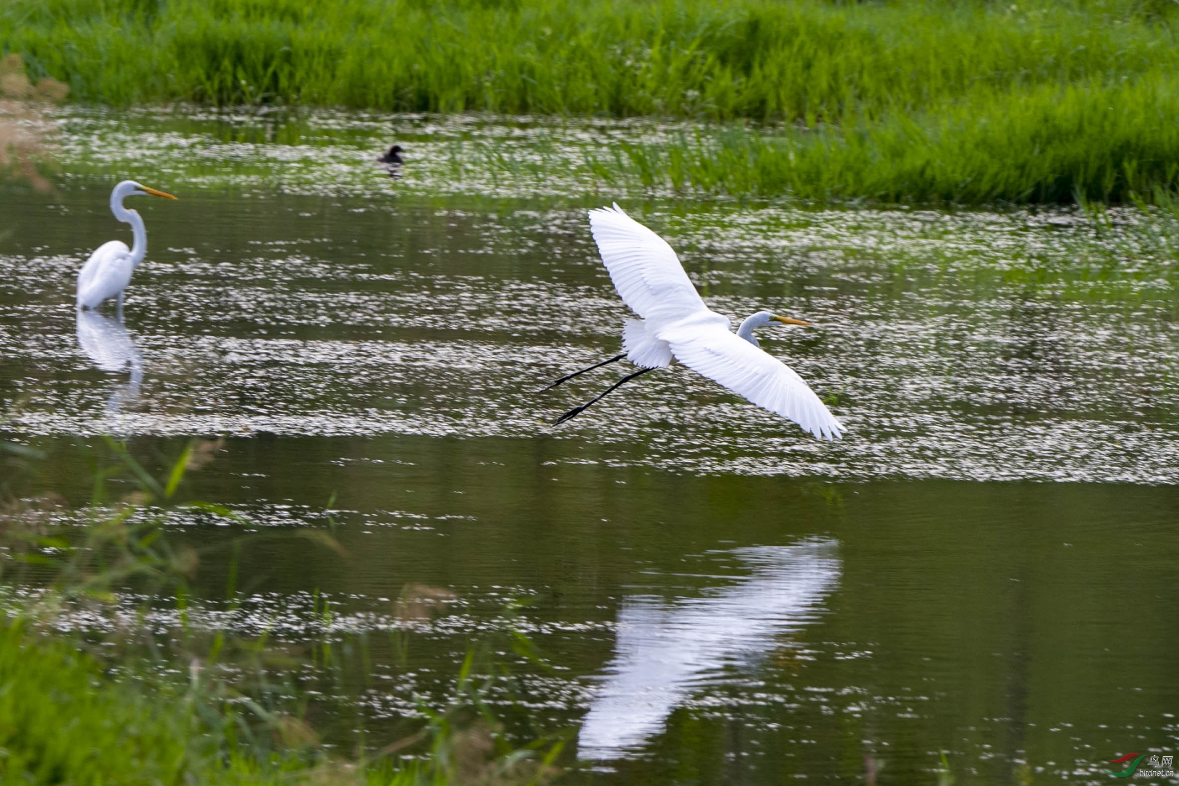 D50_4625.jpg