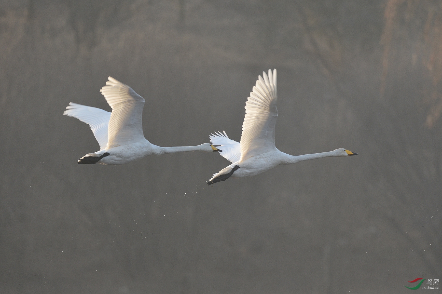 DSC_7921_11086a.jpg