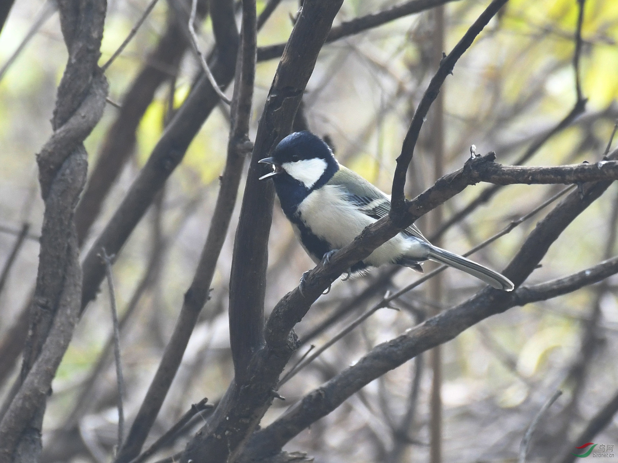 ������Ӱ 100����.jpg