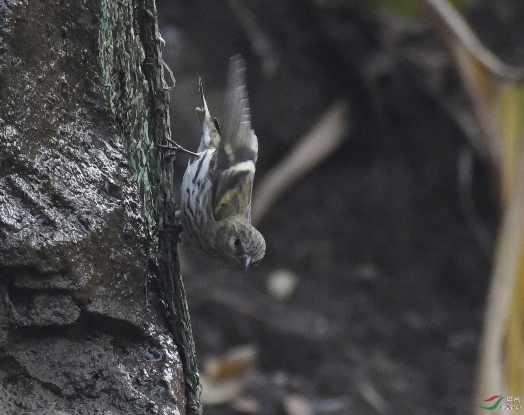 ������Ӱ 424����.jpg