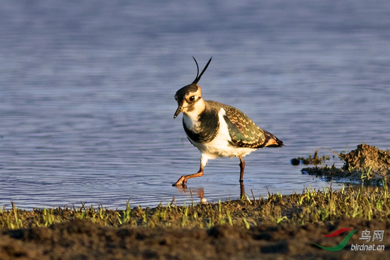 H3A6536-.jpg