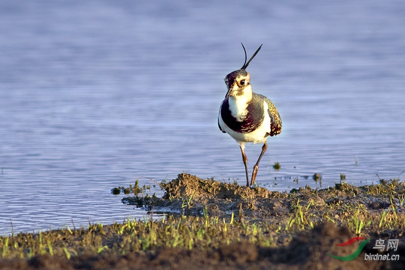H3A6530-.jpg