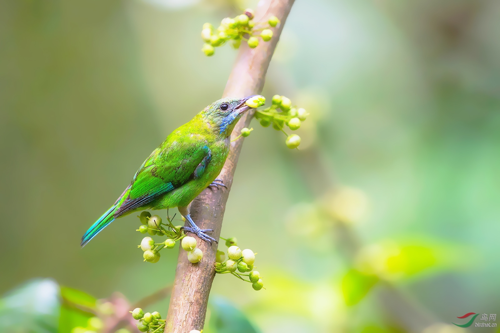 橙腹叶鹎 (雌鸟)