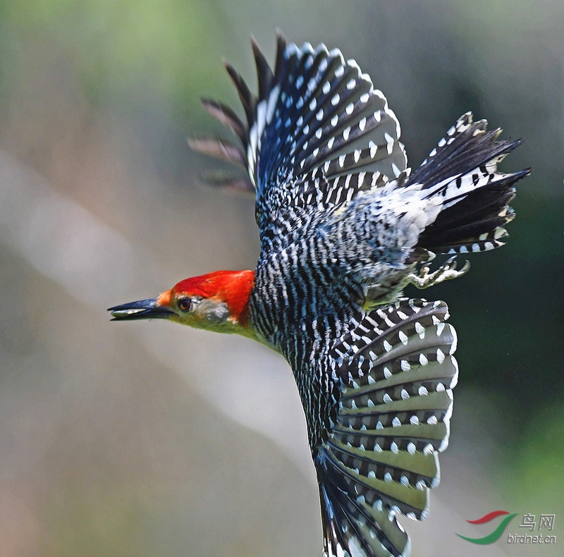 DSC_6433 (2)_����.jpg