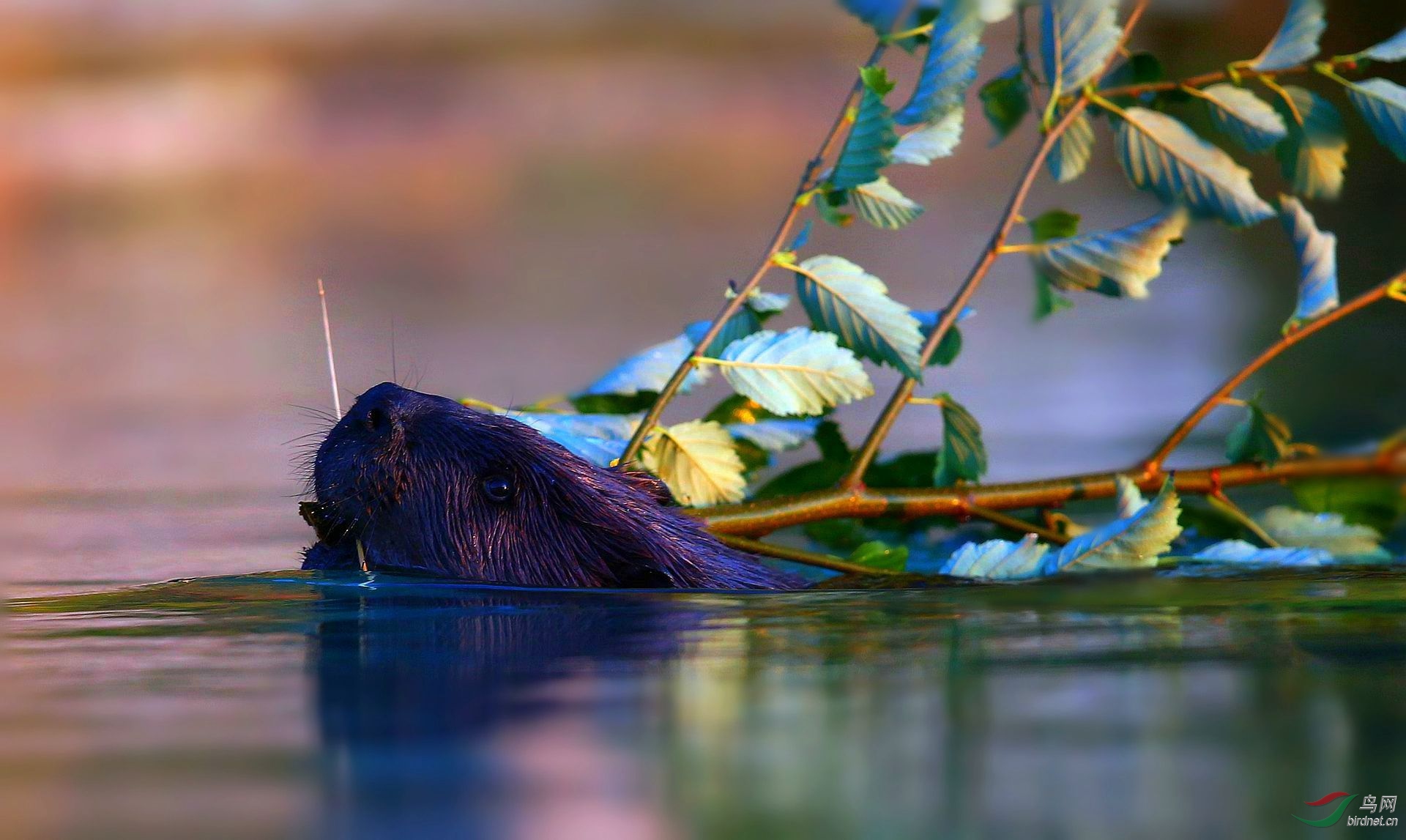 河狸【居者有其屋】(贺获图文精华)