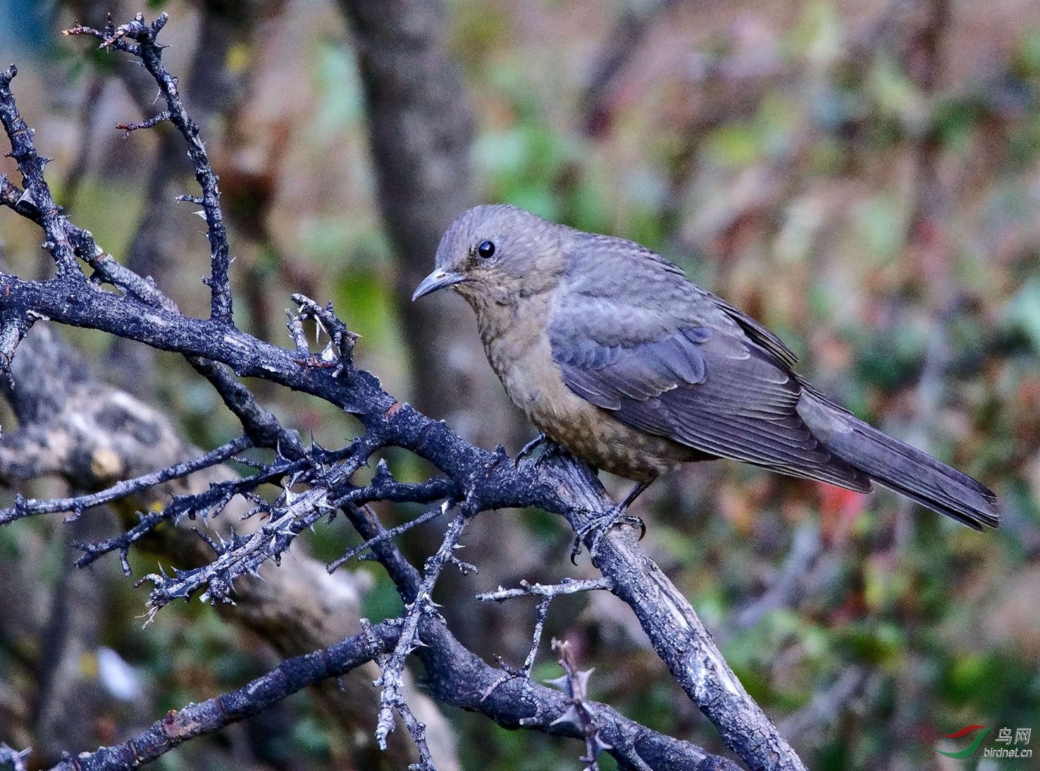 08��������ɫ��