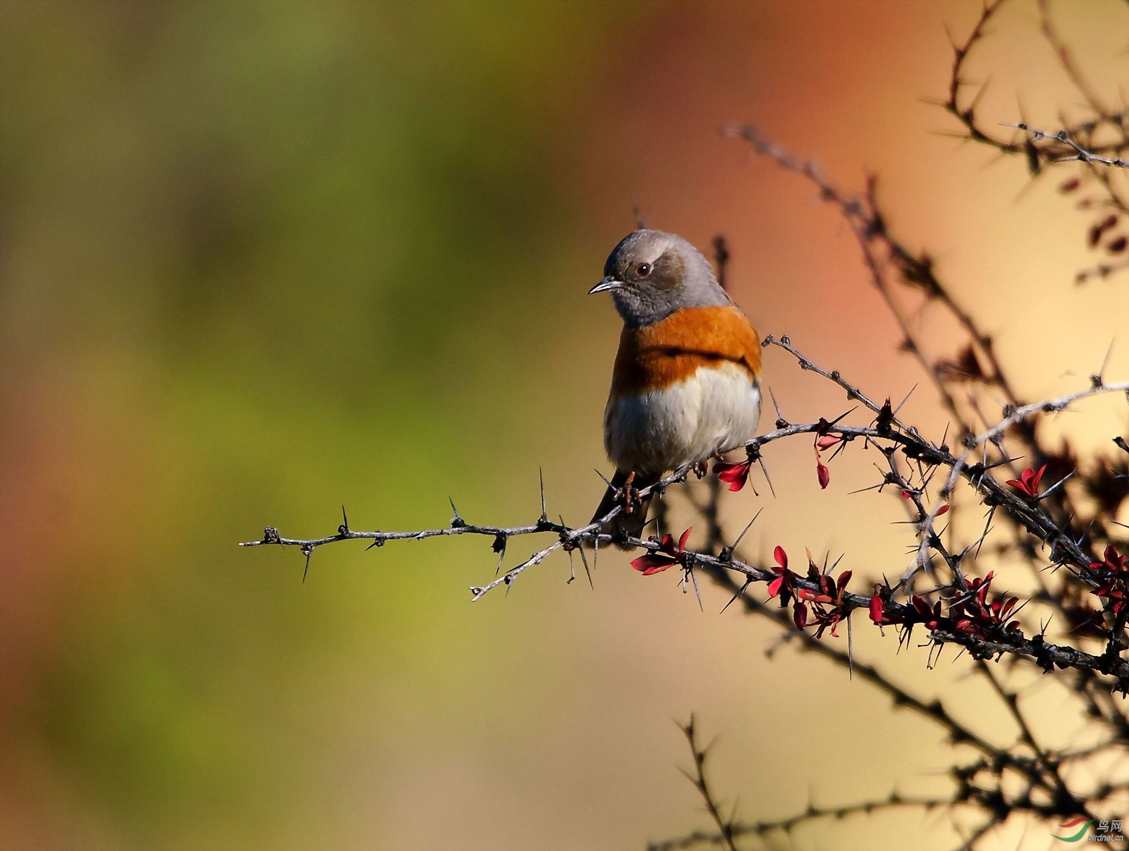 09��������ɫ��