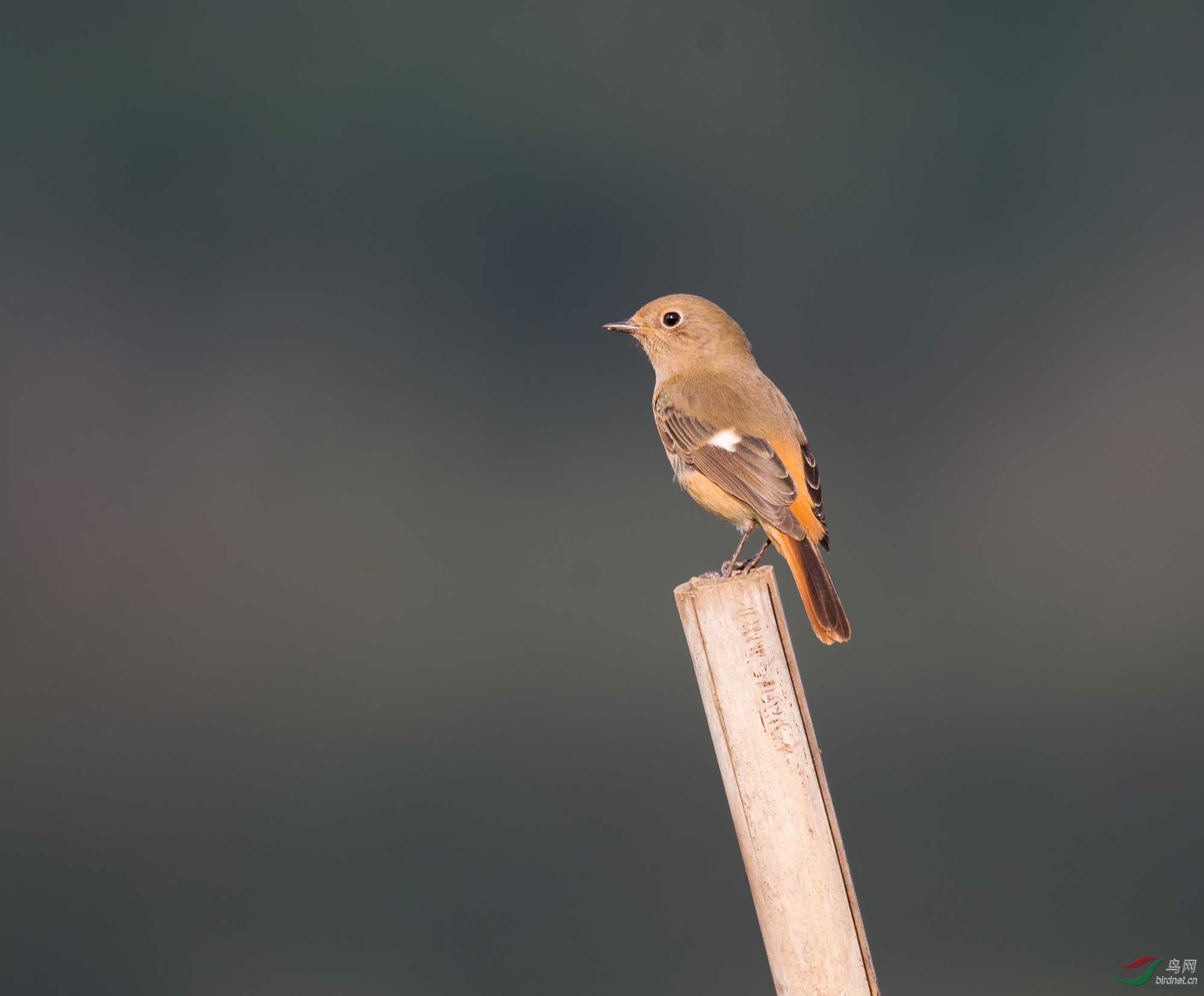 DSC_2761.jpg