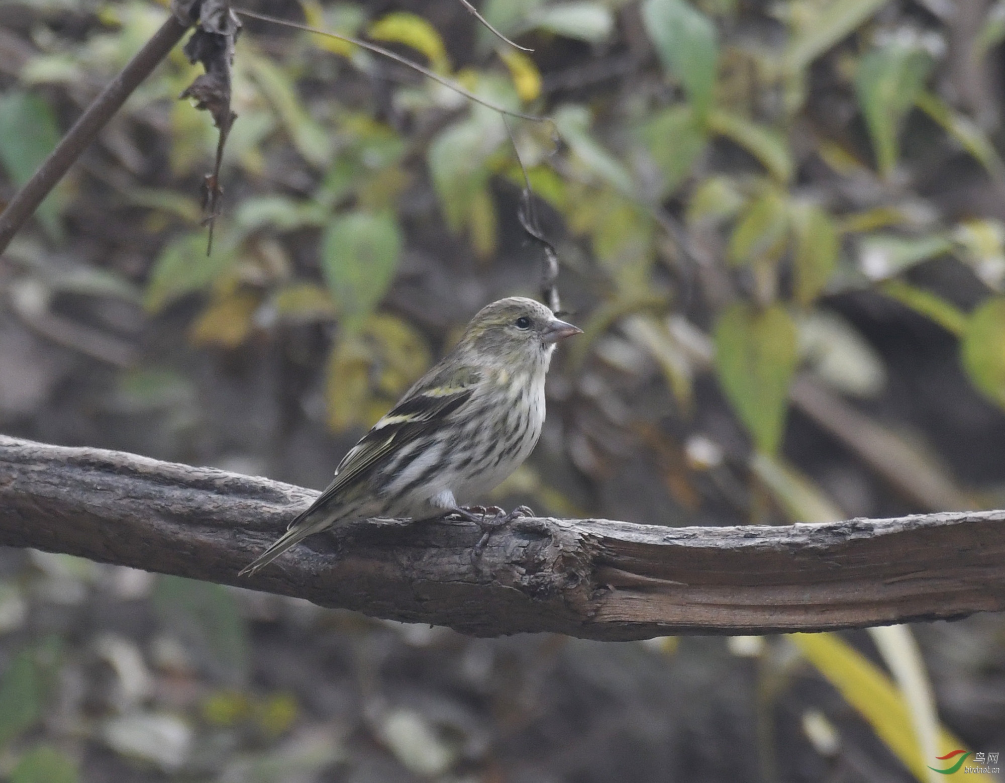 ������Ӱ 522����.jpg