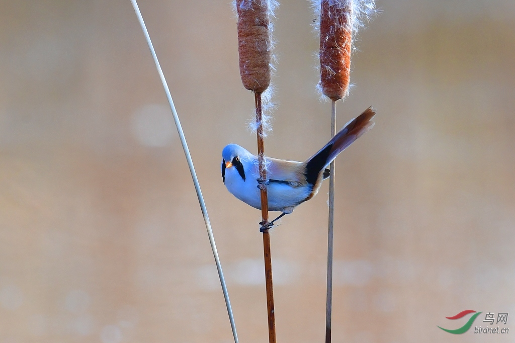 DSC_9722_��ͼ��.jpg