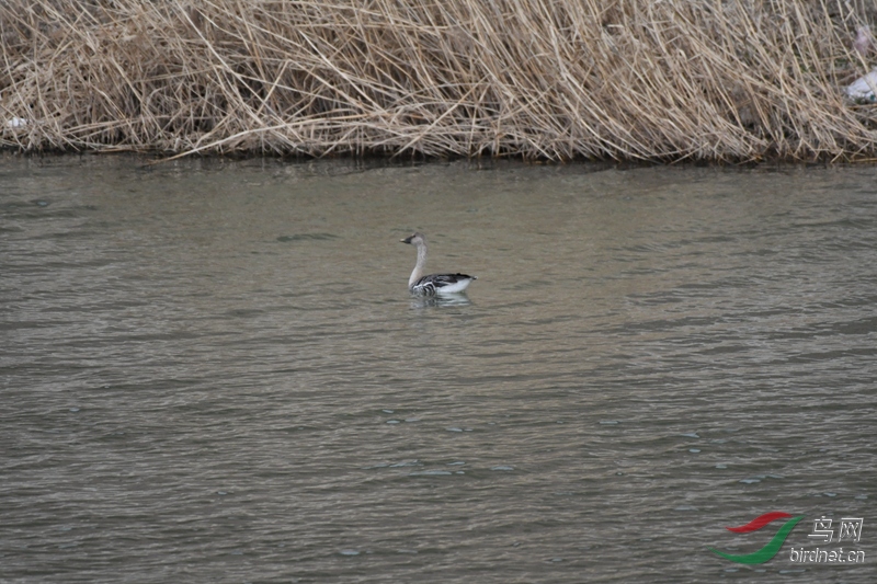 DSC_2869_����.jpg