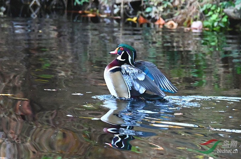 DSC_7803-_����.jpg