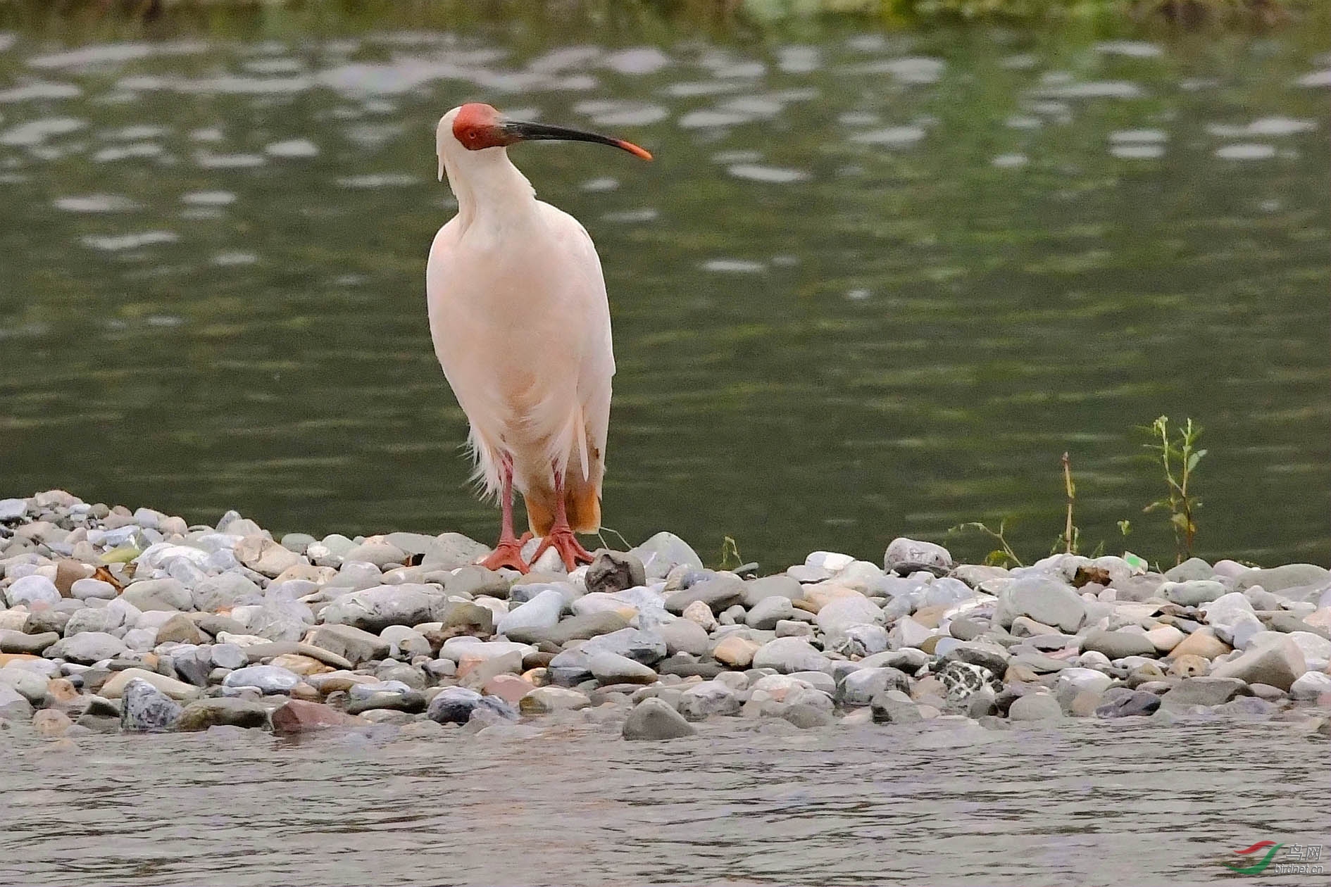 NIKON CORPORATION_NIKON D500_5655088-5657882_000.JPG