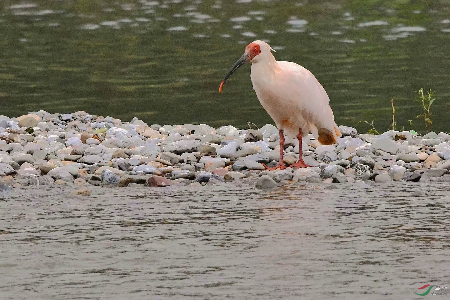NIKON CORPORATION_NIKON D500_5661296-5664060_000.JPG