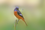 psb (72).jpg