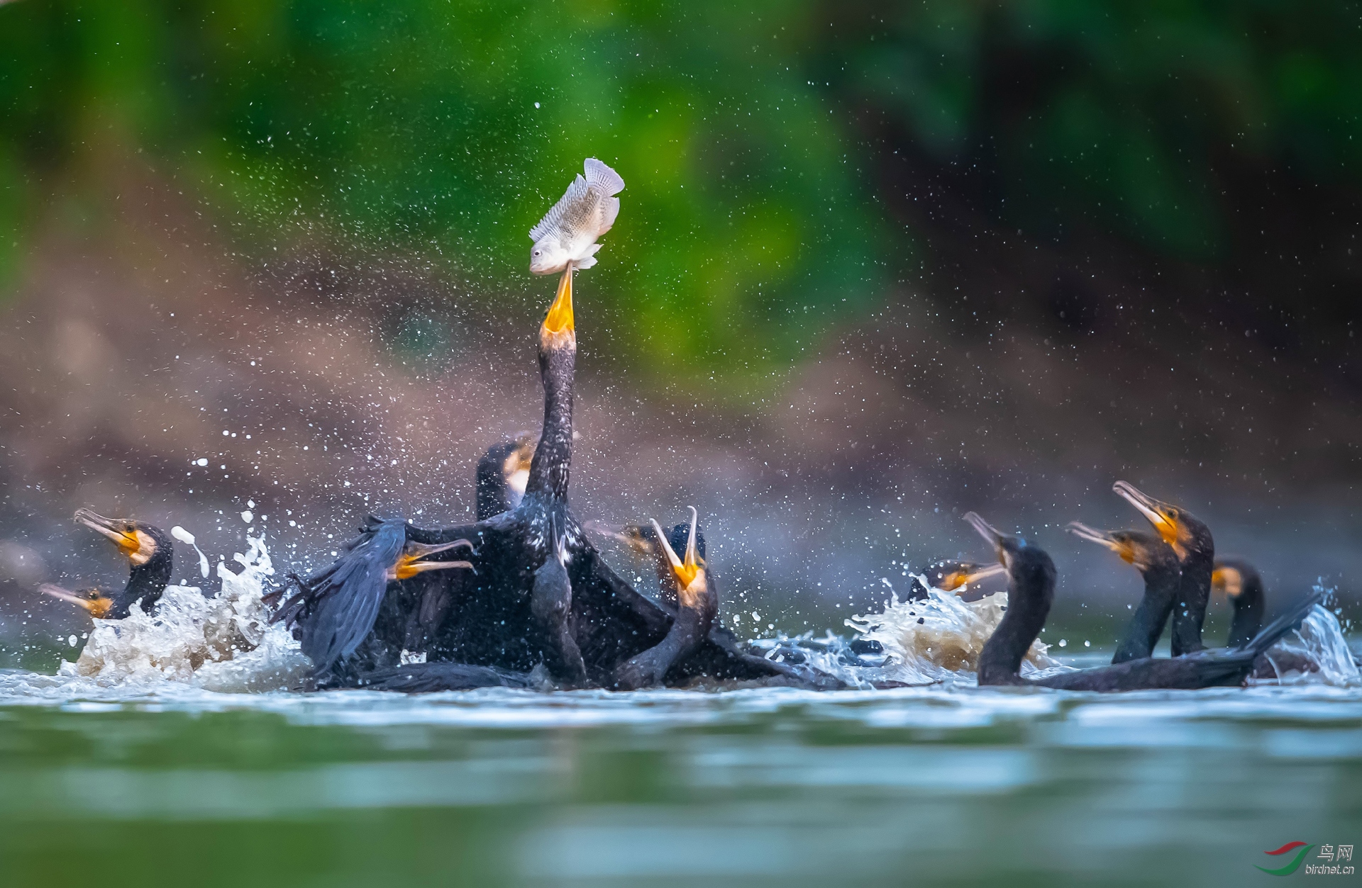 0088. 10810_�߶Ⱦ����ɰ�_��ʵҰ������-������.jpg