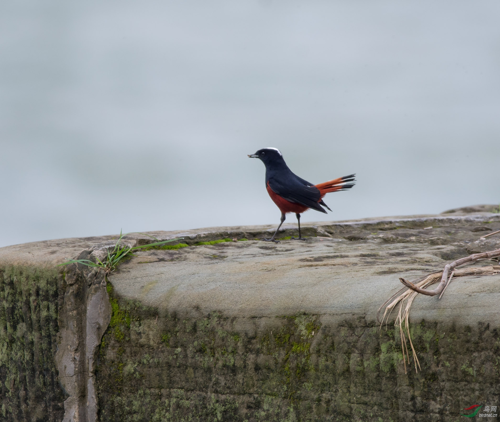 ���ڳԵ�����